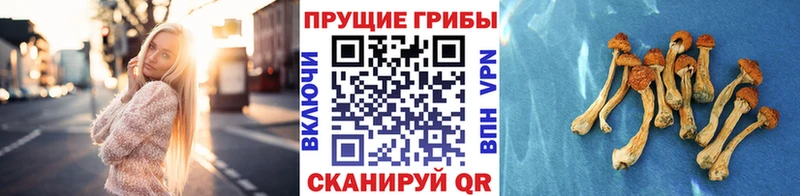 Псилоцибиновые грибы GOLDEN TEACHER  где можно купить   Игарка 