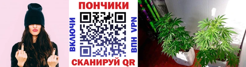где продают наркотики  Игарка  Конопля SATIVA & INDICA 